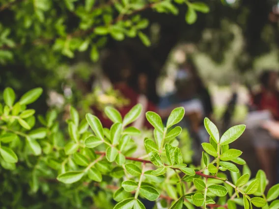 Plant in focus in foreground